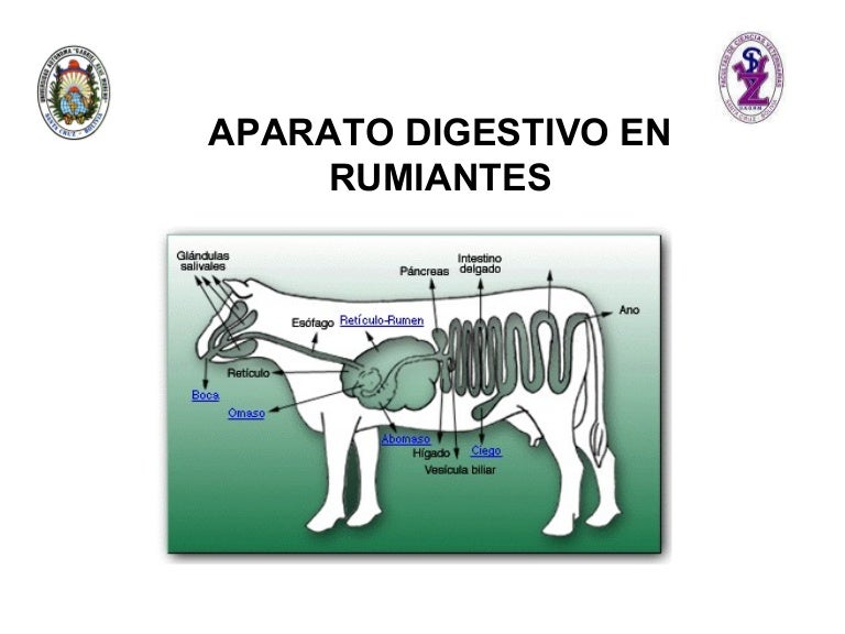 aparato digestivo de los rumiantes